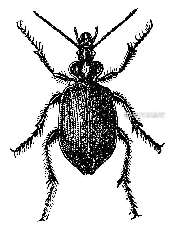 森林毛虫猎人甲虫昆虫(Calosoma Sycophanta) - 19世纪